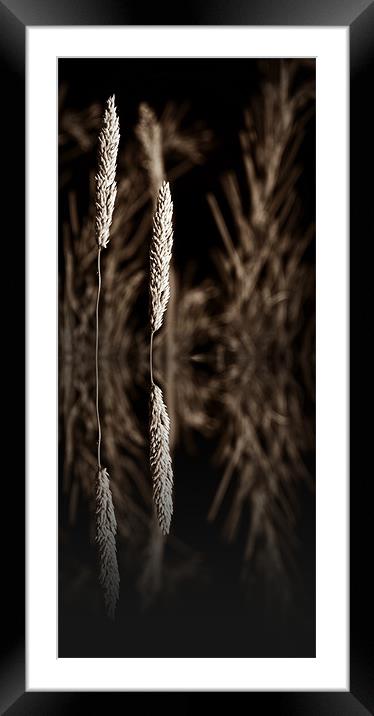 grass reflection sepia - slim Framed Mounted Print by Donna Collett
