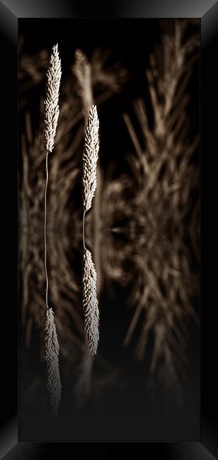 grass reflection sepia - slim Framed Print by Donna Collett