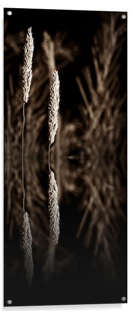 grass reflection sepia - slim Acrylic by Donna Collett