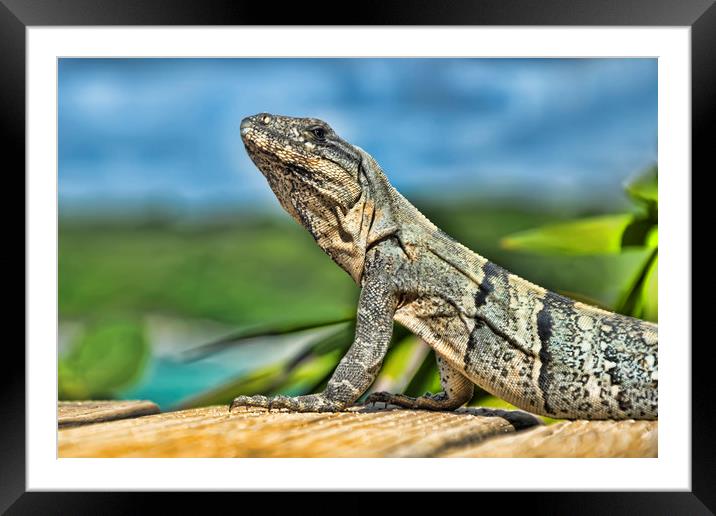 Iguana Framed Mounted Print by Valerie Paterson