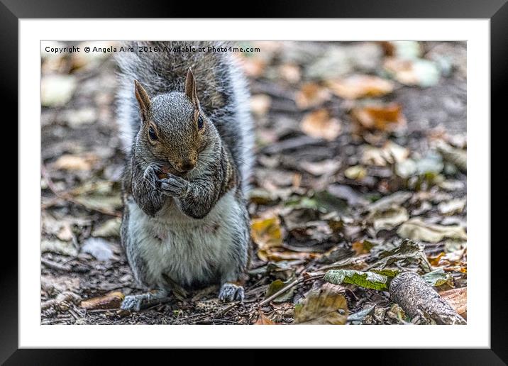 Bushy Tailed. Framed Mounted Print by Angela Aird