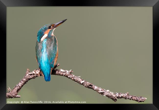 Female kingfisher Framed Print by Alan Tunnicliffe