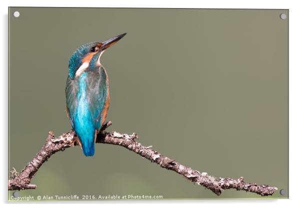 Female kingfisher Acrylic by Alan Tunnicliffe