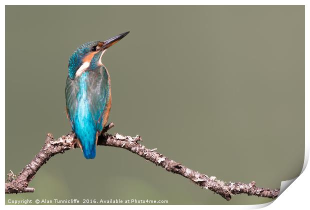 Female kingfisher Print by Alan Tunnicliffe