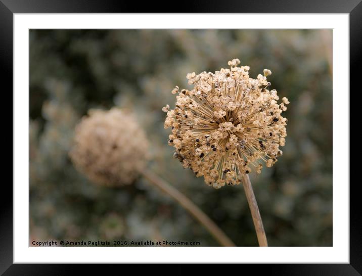 Going to Seed Framed Mounted Print by Amanda Peglitsis