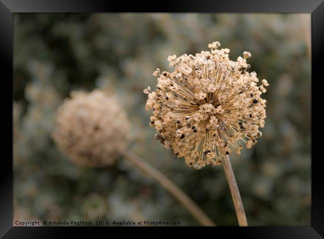 Going to Seed Framed Print by Amanda Peglitsis