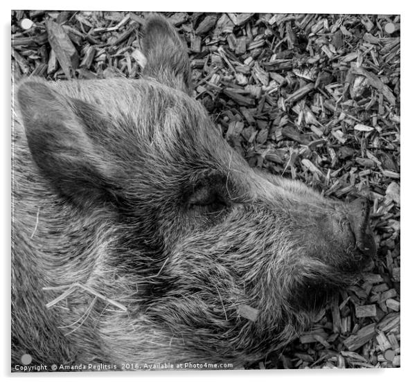 Sleeping Pig Acrylic by Amanda Peglitsis