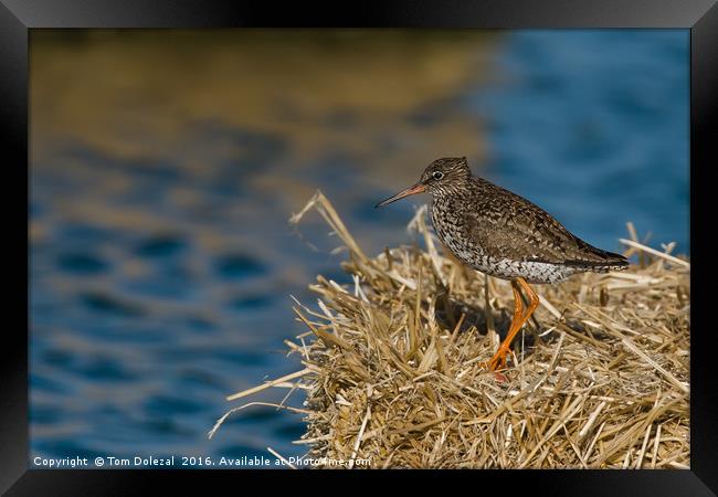 Redshank searching for lunch Framed Print by Tom Dolezal