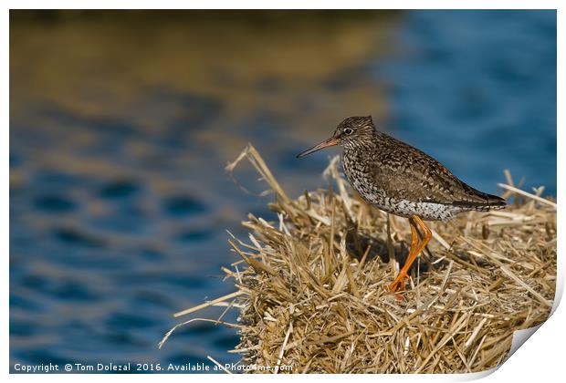 Redshank searching for lunch Print by Tom Dolezal