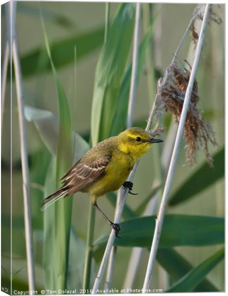 Yellow Wagtail Canvas Print by Tom Dolezal