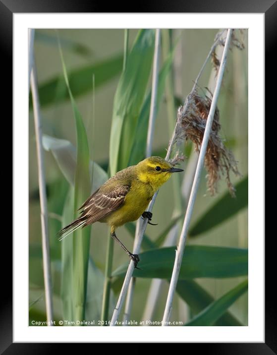 Yellow Wagtail Framed Mounted Print by Tom Dolezal