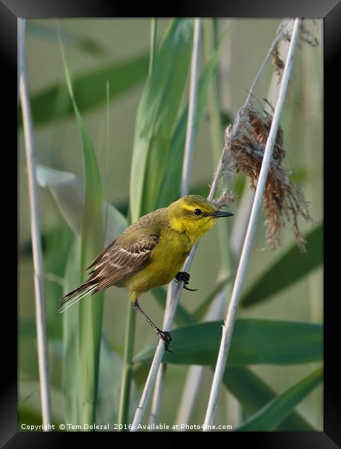 Yellow Wagtail Framed Print by Tom Dolezal