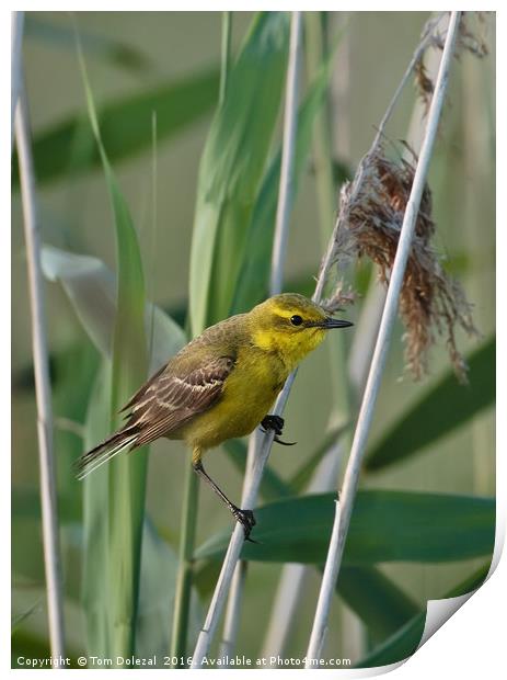 Yellow Wagtail Print by Tom Dolezal