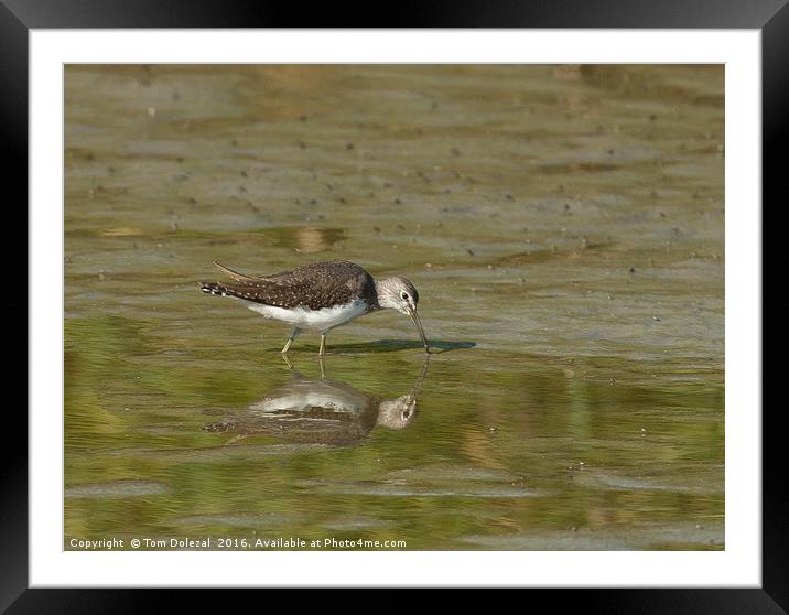 Green Sandpiper reflection Framed Mounted Print by Tom Dolezal