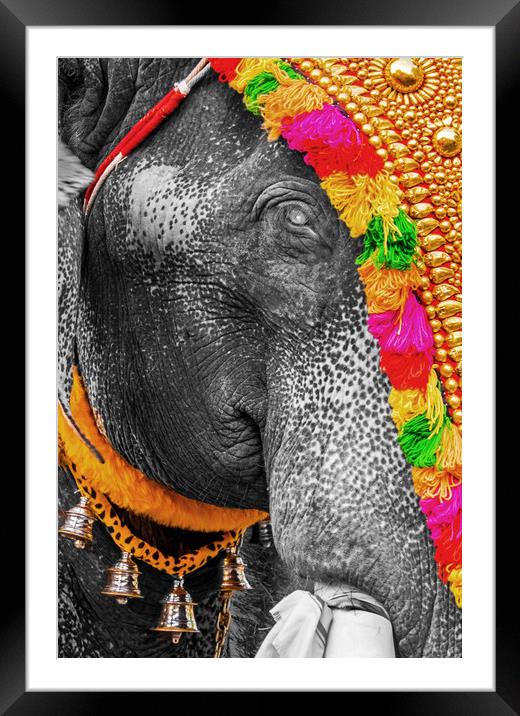 Elephant's eye, India Framed Mounted Print by geoff shoults
