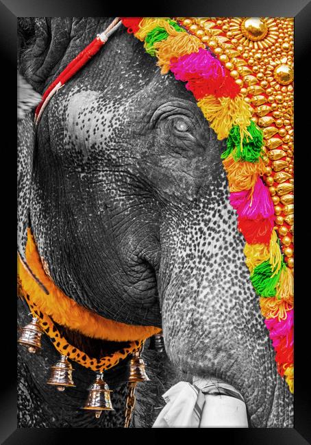 Elephant's eye, India Framed Print by geoff shoults