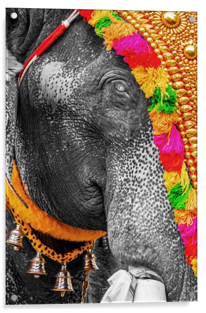 Elephant's eye, India Acrylic by geoff shoults