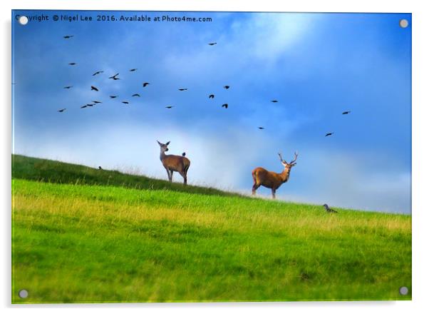 Chatsworth Deer Acrylic by Nigel Lee