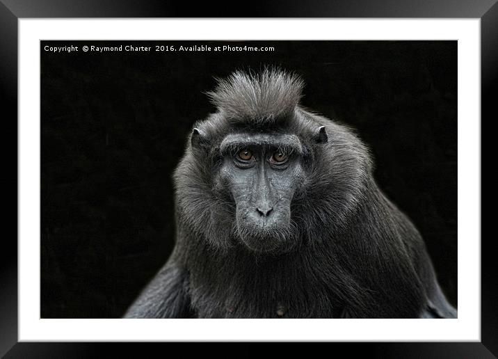 Black Sulawesi Macaques. Framed Mounted Print by Raymond Charter