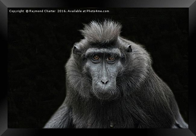 Black Sulawesi Macaques. Framed Print by Raymond Charter
