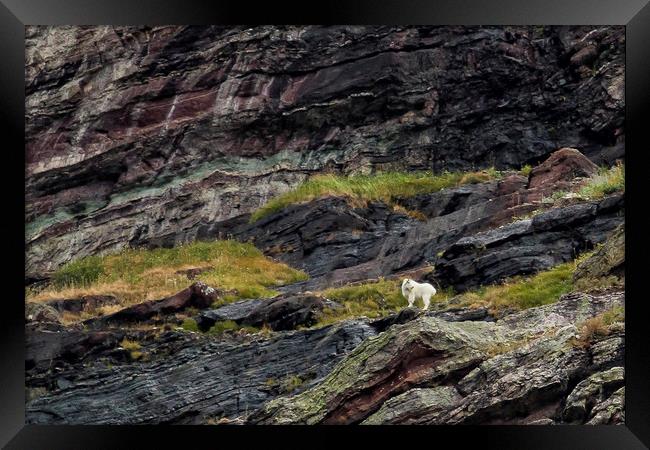 A Rocky Landscape and a Mountain Goat No. 1 Framed Print by Belinda Greb