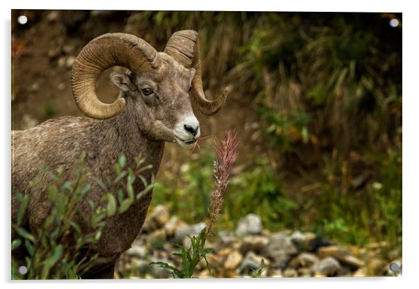 Ram Eating Fireweed Acrylic by Belinda Greb