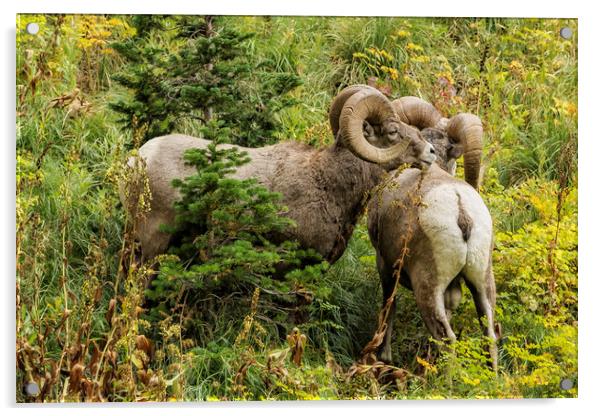 Two Rams Acrylic by Belinda Greb