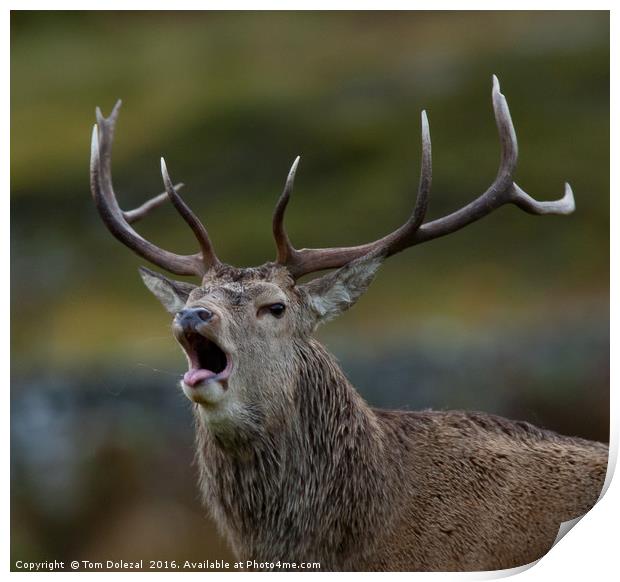 Roaring Highland stag Print by Tom Dolezal