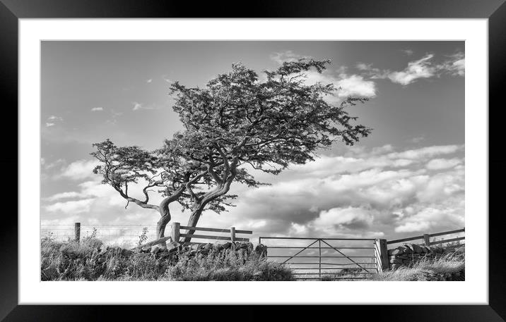 Windy Tree.  Framed Mounted Print by Mark Godden