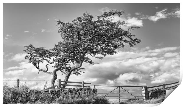 Windy Tree.  Print by Mark Godden