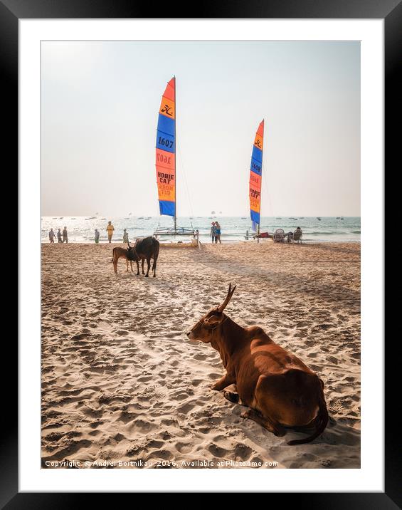 Indian cows against sailboards on the beach in Ind Framed Mounted Print by Andrei Bortnikau