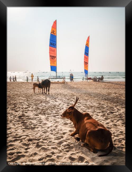 Indian cows against sailboards on the beach in Ind Framed Print by Andrei Bortnikau