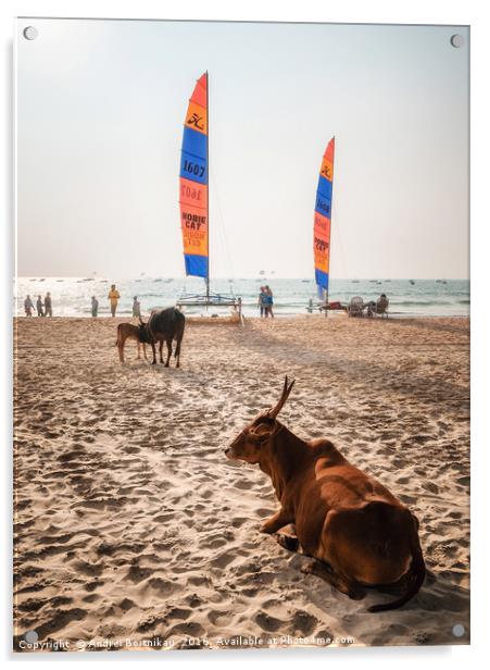 Indian cows against sailboards on the beach in Ind Acrylic by Andrei Bortnikau
