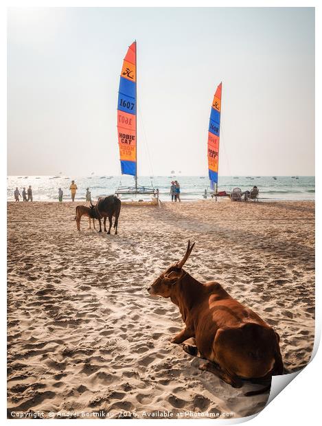 Indian cows against sailboards on the beach in Ind Print by Andrei Bortnikau