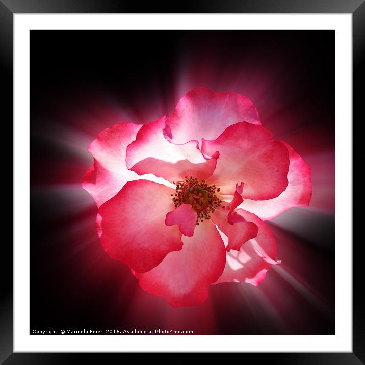 clear red petals Framed Mounted Print by Marinela Feier
