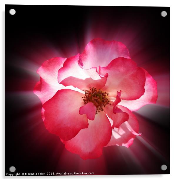 clear red petals Acrylic by Marinela Feier