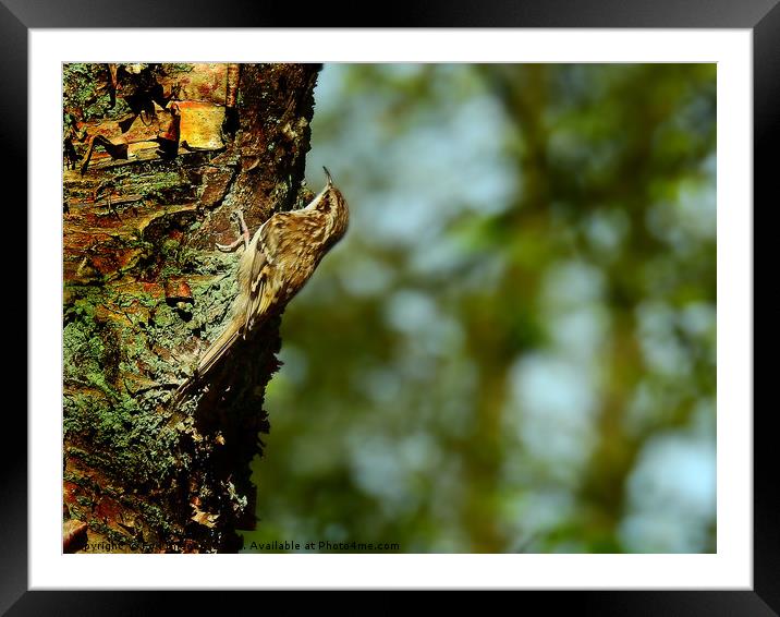 Treecreeper bird Framed Mounted Print by Derrick Fox Lomax