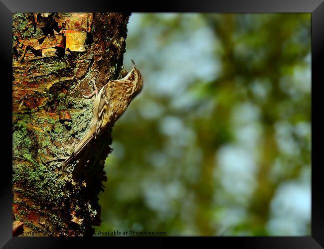 Treecreeper bird Framed Print by Derrick Fox Lomax