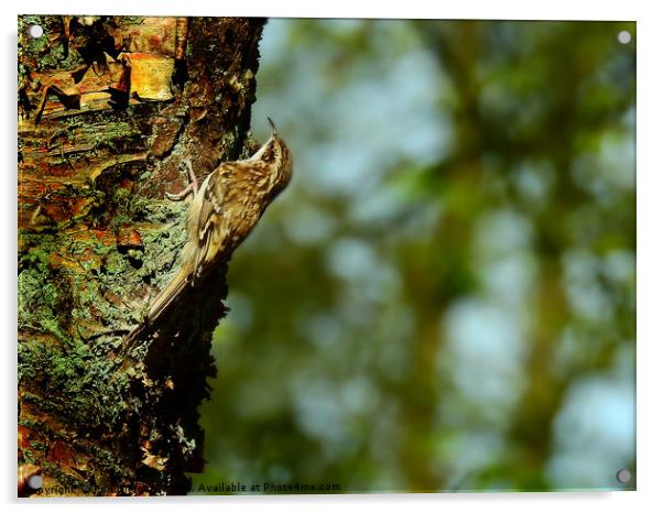 Treecreeper bird Acrylic by Derrick Fox Lomax