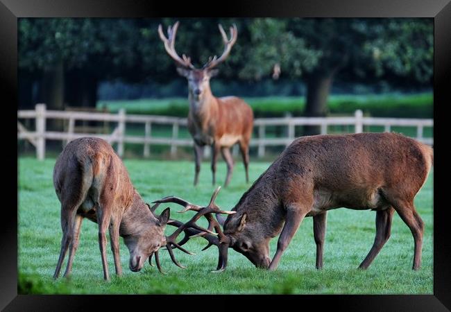 Rutting Stags Framed Print by Gerald Robinson