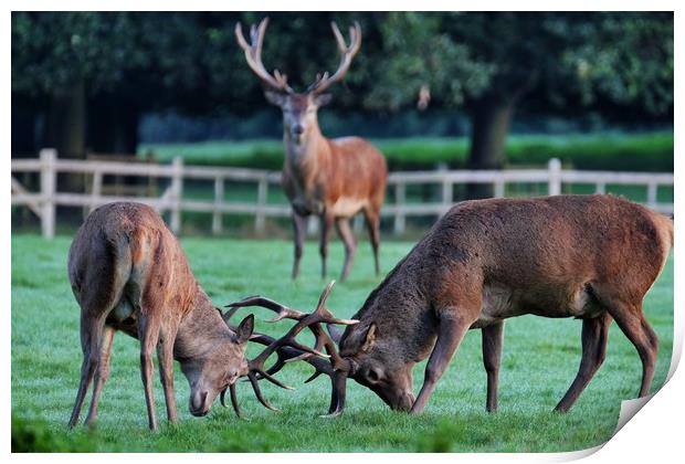 Rutting Stags Print by Gerald Robinson