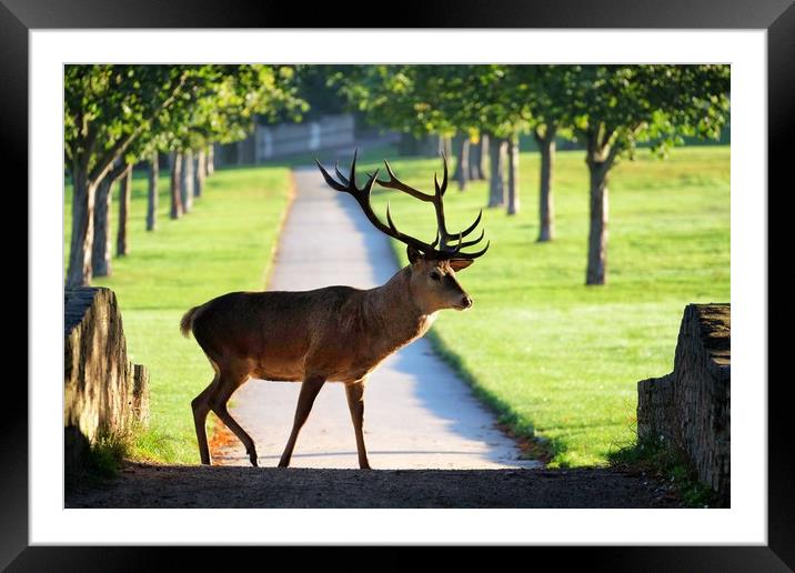 Wild Red Deer Stag at Wollaton Hall Framed Mounted Print by Gerald Robinson