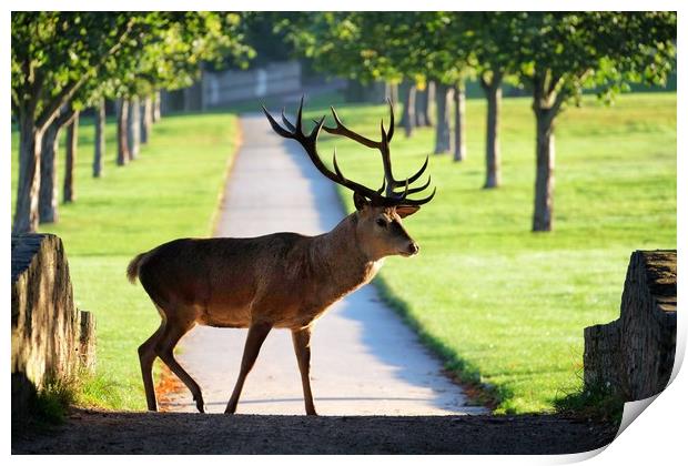 Wild Red Deer Stag at Wollaton Hall Print by Gerald Robinson