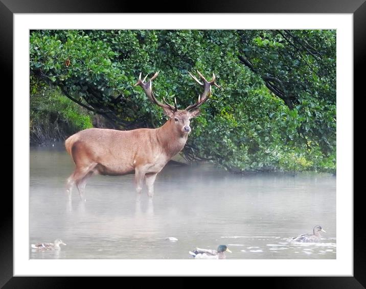          Wild Red Deer Stag in the Lake Framed Mounted Print by Gerald Robinson