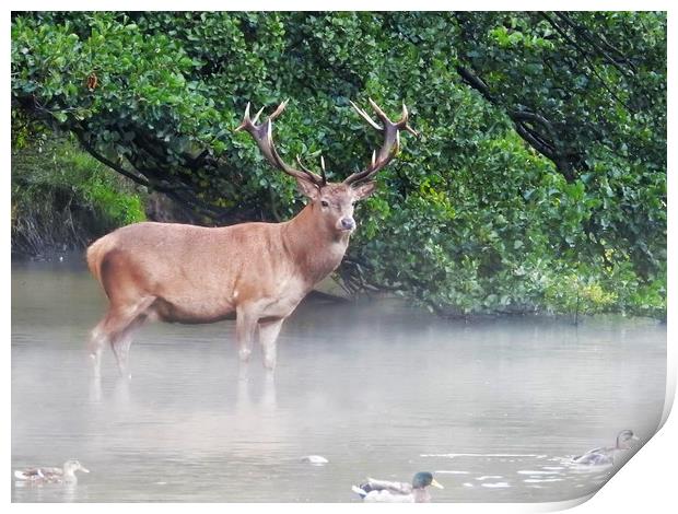           Wild Red Deer Stag in the Lake Print by Gerald Robinson