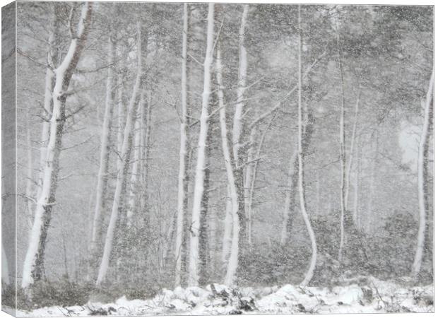          Snow storm in Derbyshire Canvas Print by Gerald Robinson