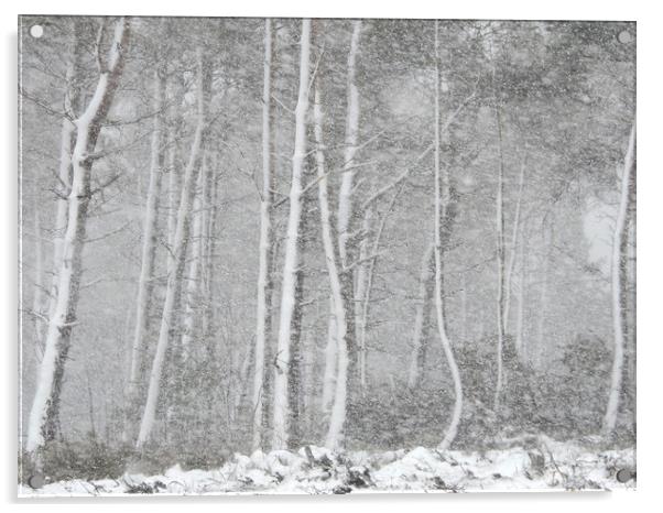          Snow storm in Derbyshire Acrylic by Gerald Robinson