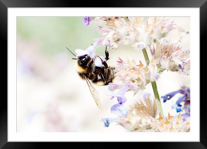 Busy Bee Framed Mounted Print by john english