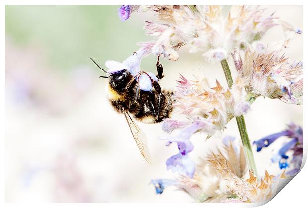 Busy Bee Print by john english