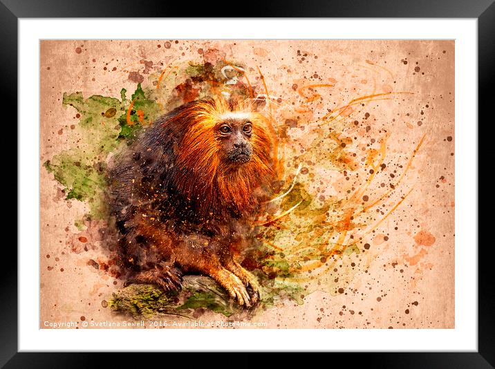 Tamarin Lion Monkey Framed Mounted Print by Svetlana Sewell